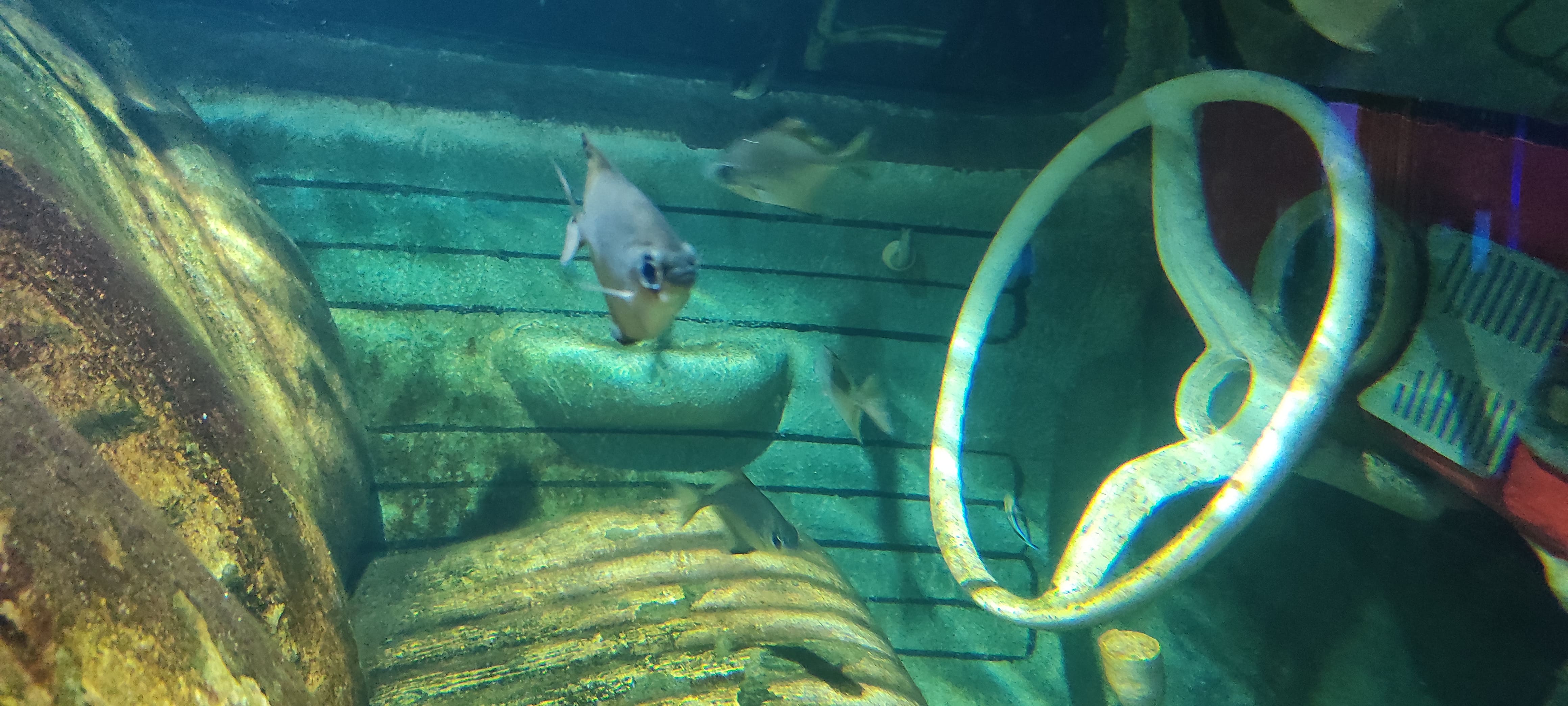 Abu Dhabi Aquarium 2