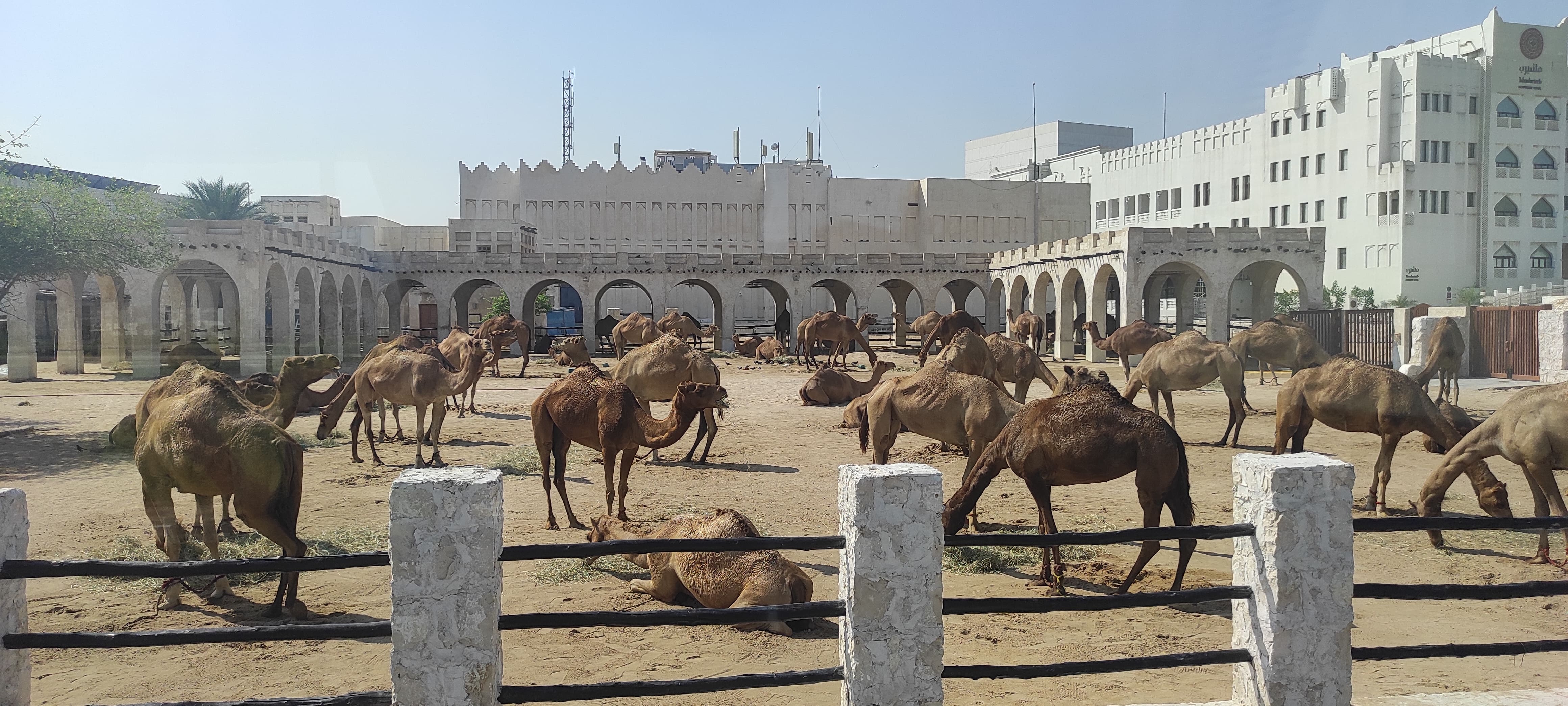 Qatar Camels